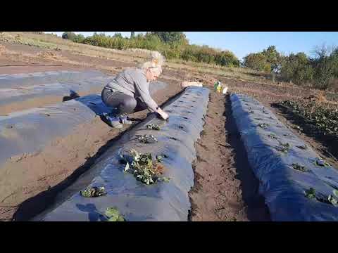 Видео: ПОСАДКА КЛУБНИКИ НА ПЛЕНКУ С КАПЕЛЬНЫМ ПОЛИВОМ