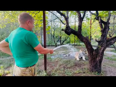 Видео: Человек-Лев, Олег Зубков ТАК КРАСИВО купает огромного тигра!