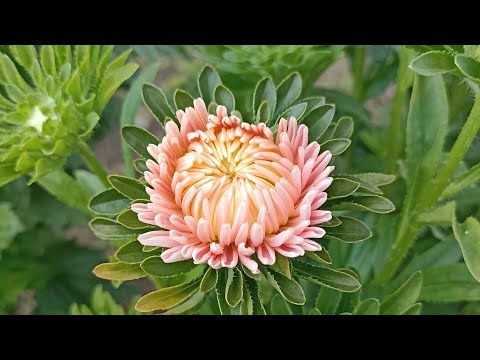 Видео: Однолетние цветы  - ожидание и реальность🌺🌺🌺