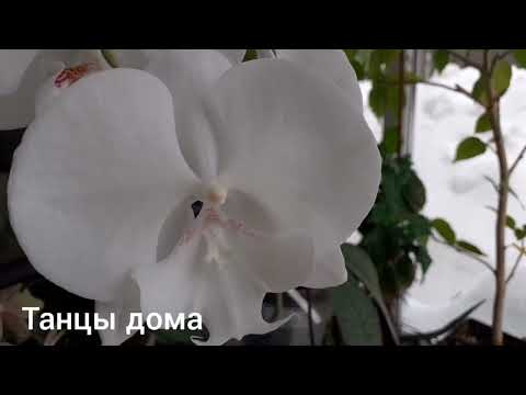 Видео: Орхидеи. Цветение. Февраль 2024.