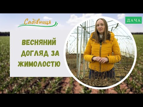 Видео: Весняний догляд за жимолостю. Як посадити жимолостю?
