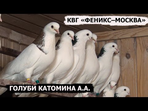 Видео: 01.05.2023 КВГ "ФЕНИКС–МОСКВА". Голуби Катомина А.А.