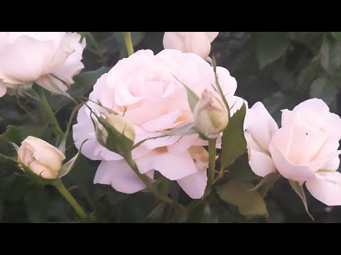 Видео: Утренняя прогулка по розарию.
