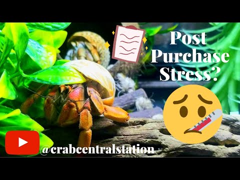 Видео: Как сохранить жизнь раку-отшельнику после покупки — метод P.P.S | Crab Central Station