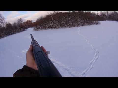 Видео: Охота на зайца. Хитрый заяц ходит только по льду.