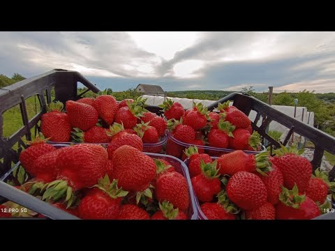 Видео: Огляд сортів полуниці фріго Скала,Флаголаура,Клодія,Джусі,Лючія