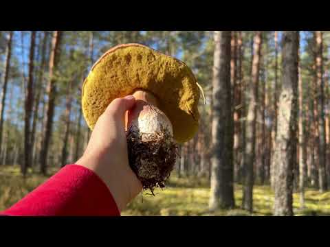 Видео: Не грибалка, а болталка#Not a mushroom room, but a chatter