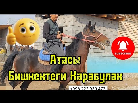 Видео: Бишкектеги Карабулактын баласы