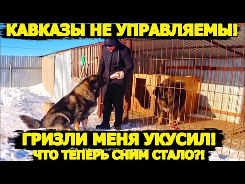 Видео: Кавказские овчарки неуправляемы год спустя!