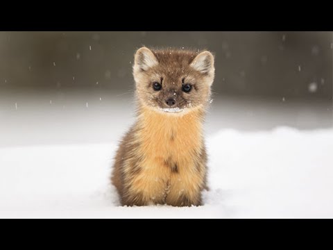 Видео: Куница - самый обаятельный охотник! Куница против кота и ястреба!