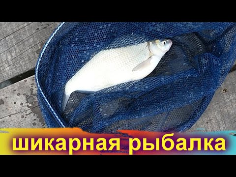 Видео: Шикарная рыбалка на Днестре/ Маяки
