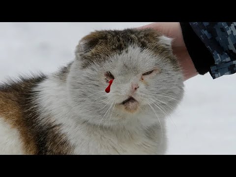 Видео: Люди подобрали больного кота, а когда позвонили его хозяевам - ужаснулись