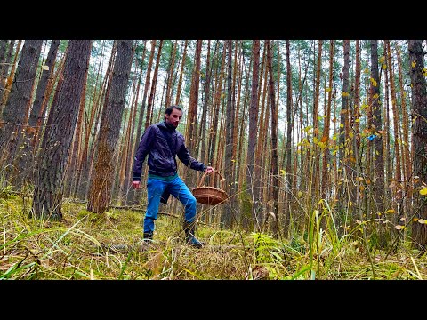Видео: ГРИБНИК РАД! ГРИБЫ ПОШЛИ ПОСЛЕ ЗАМОРОЗКОВ!