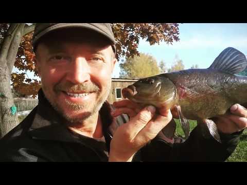 Видео: ГОТОВИМ ЛИНЯ. РЫБА НА УГЛЯХ.