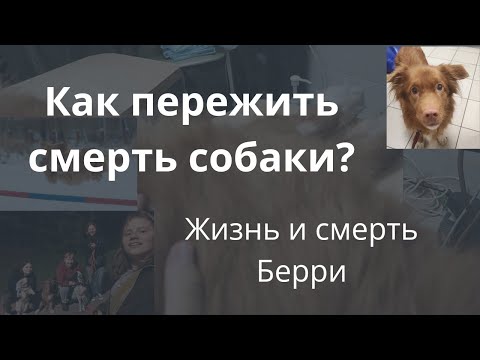 Видео: Жизнь и смерти толлера. Как пережить СМЕРТЬ собаки? О Берри, моем новошотландском ретривере