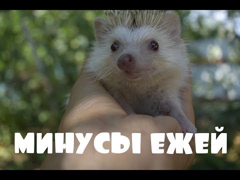 Видео: РЕАЛЬНЫЕ МИНУСЫ ЕЖА