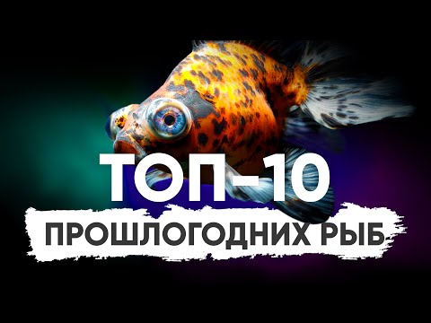 Видео: ТОП-10 прошлогодних аквариумных рыб