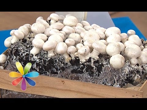 Видео: Как выбрать шампиньоны и вешенки - Совет от Все буде добре - Выпуск 365 - 31.03.14