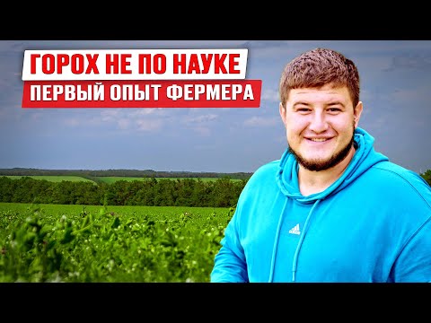 Видео: Зачем сеять горох | Севооборот | Рентабельная культура | Вредители гороха | Горох как бизнес