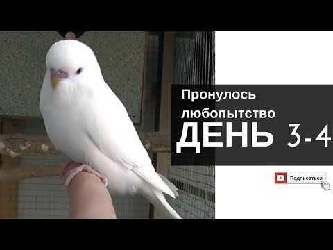 Видео: У попугая проснулось любопытство! День 3-4