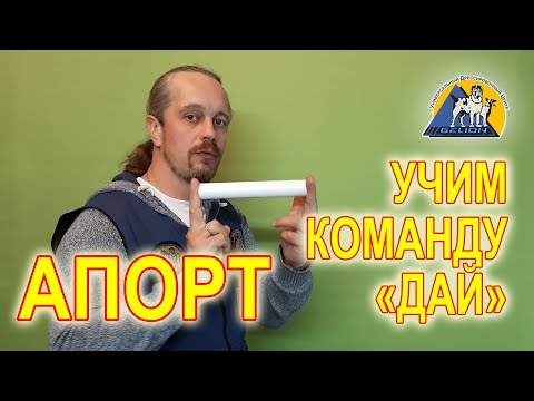 Видео: Апорт шаг 4. Учим команду "Дай".