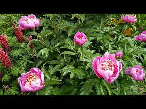 Видео: Пионы цветут, май удался!!!