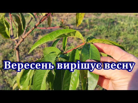 Видео: Що зробити в саду восени, щоб мати плоди навесні