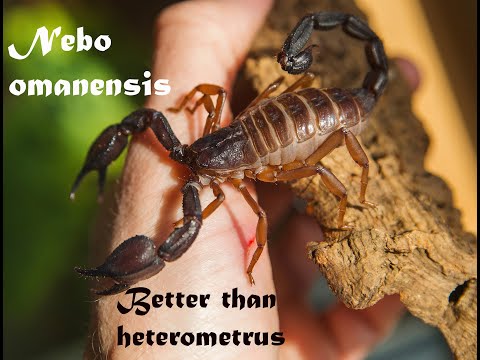 Видео: Обзор Nebo omanensis + развод!