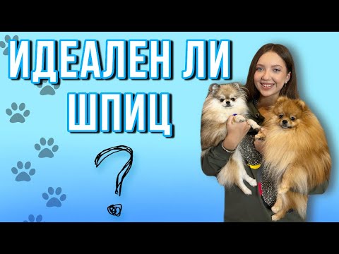 Видео: Почему я завела шпица? 🐶Наши команды🐕 #моисобаки #шпиц