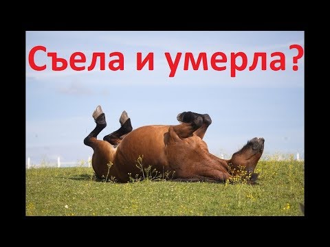 Видео: От чего съеденного лошадь может умереть?