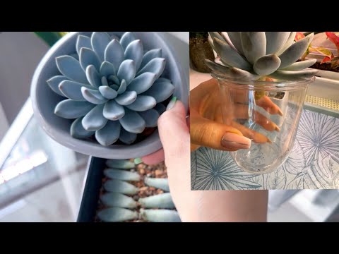 Видео: Размножить эхеверию легко?