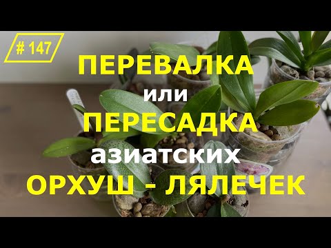 Видео: # 147 Как правильно пересадить азиатскую орхидею после покупки #ПосадкаОрхидей