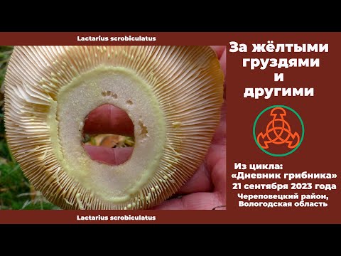 Видео: За жёлтыми груздями и другими. Дневник грибника 21 сентября 2023 года.