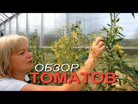 Видео: Как сохранить завязи ТОМАТОВ при перепадах температуры! Краткий обзор на конец июня!