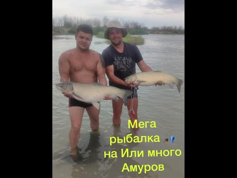 Видео: Мега-рыбалка, на реке Или, белый Амур без сходов,  июль 2021, совместно с каналом "ЖАЖДА"
