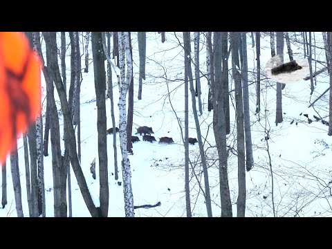 Видео: Охотничья лихорадка на кабана в декабре 2023 года, подборка лучших моментов