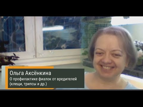 Видео: ВРЕДИТЕЛИ фиалки. Профилактика. Рассказывает селекционер Ольга Аксёнкина