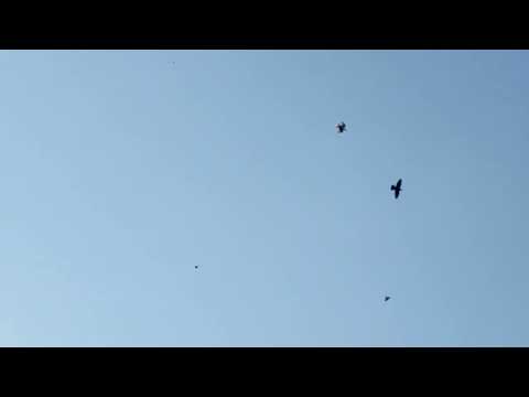 Видео: Бакинские бойные голуби 