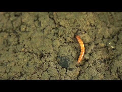 Видео: Способы борьбы с проволочником