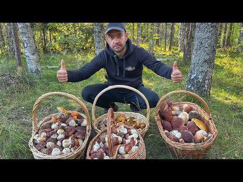 Видео: ЭТО БЫЛО КАК ВО СНЕ! ФОНТАН ИЗ БОРОВИКОВ В СОСНОВОМ БОРУ | СОСНОВЫЕ БЕЛЫЕ ГРИБЫ 2025