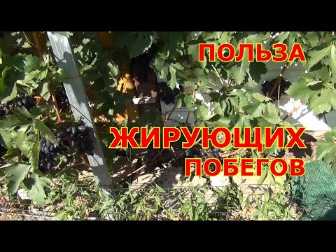 Видео: Польза от жирующих побегов винограда. Развенчание мифов