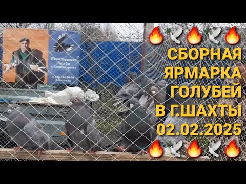 Видео: 🔥🔥🔥 Сборная ярмарка голубей в г.Шахты. Птичий рынок 02.02.25. Pigeon Fair. Bird Market. الحمام 鸽子.