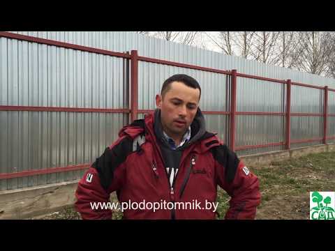 Видео: Посадка плодовых растений для начинающих. 100% приживаемость при качественном посадочном материале.