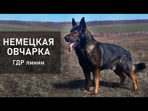 Видео: НЕМЕЦКАЯ ОВЧАРКА линии ГДР | German Shepherd DDR