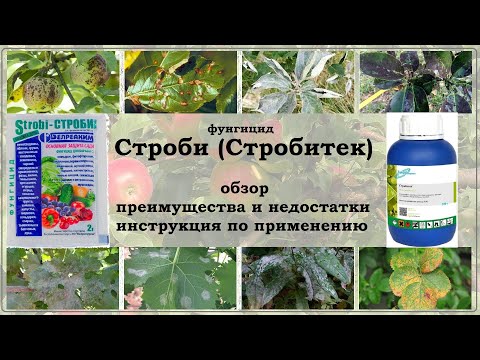 Видео: Фунгицид Строби - обзор