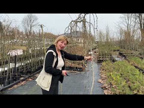 Видео: Весенняя подрезка штамбовых ив. Мастер-класс. Русская ива.