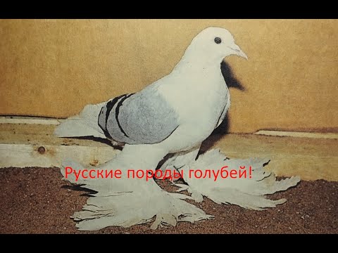 Видео: Чистые.