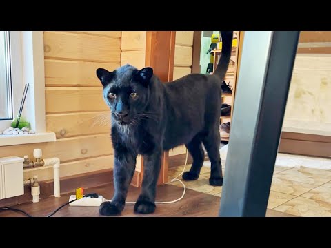 Видео: Реакция пантеры Луны на странный предмет😳