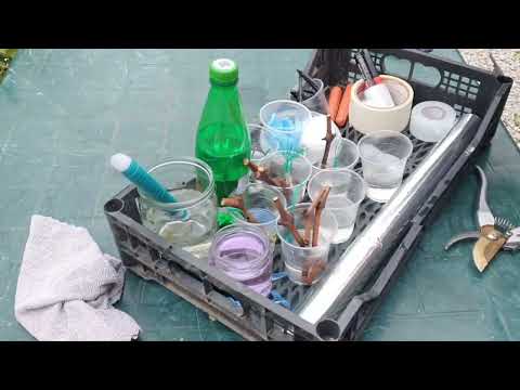 Видео: Прививка винограда чёрным в зелёное 2025