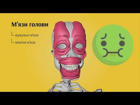 Видео: М язова система людини Біологія